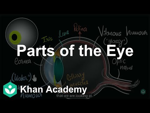 Parts of the eye | Human eye & the colourful world | Class 10 | Science | Khan Academy