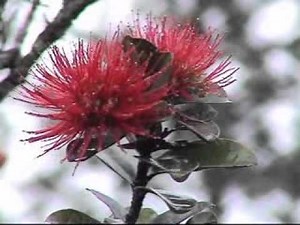 John Cruz Music Video Kawailehua