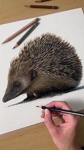 Who loves a hedgehog? 🦔 This little chap was a pure joy to draw from start to finish! 🙃 Coloured Pencil (Full-length drawing class now available) ✍🏻 #wildlifeart #wildlifeartist #hedgehogdrawing #realisticart #realisticdrawing #coloredpenciltutorial | Claire Milligan Wildlife Artist