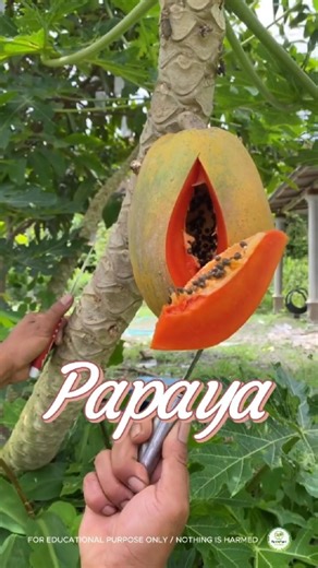 Ripe Papaya for you. #papaya #fruits