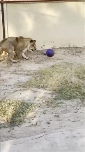LIONel MESSI - World Cub Champion