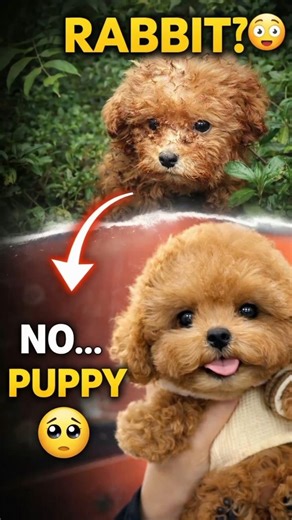 He Thought It Was a Rabbit… But It Was a Puppy 😢🐶 #shorts