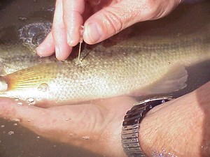 Learn How To Fizz A Bass Safely And Responsibly