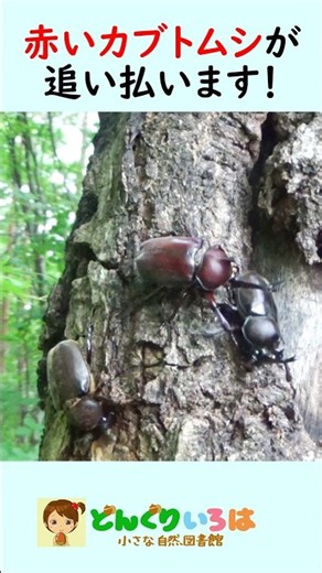 赤カブト、黒カブトを追い払う【カブトムシ・クワガタ】