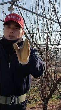 What is the basic pruning of a plum tree?