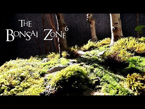 Creating a Birch Bonsai Forest, Part 2 The Bonsai Zone, Oct 2019