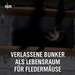 Fledermäuse finden in der Natur kaum noch geeignete Höhlen. Im Kreis Schleswig-Flensburg werden deshalb alte Bunker umgebaut. 🦇 | NDR Schleswig-Holstein