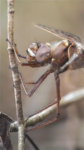 Freehand focus stacking technique #macrophotography #photographytips #naturelovers #nature
