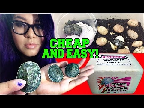 DIY homemade turtle egg incubator (that works)