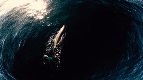 Humpback Whales Singing - 1000 Jours Pour La Planete - Part 2 Of 6