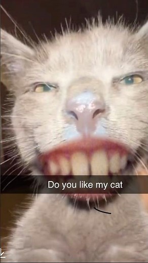 #cat #funny #memes #cute #audio #automobile #songlyrics #aviation #song #travel