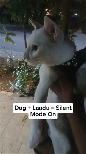 Dog + Laadu = Silent Mode On 😅 #fyp #viralreels #trendingnow #catreels #explorepage