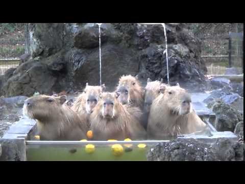 Capybaras soaking in an onsen (Japanese hot springs)