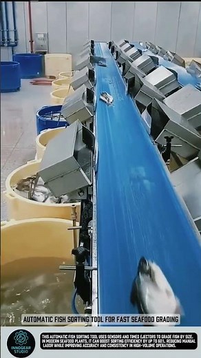 Automatic fish sorting tool for fast seafood grading #tools