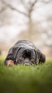 572K views · 22K reactions | Meet Ralph aka Wreck-It Ralph!  His hobbies include zoomies, chaos and keeping his humans very awake  oh and licking my camera  Previous Rottie: calm and chill. Ralph: Mayhem  But they wouldn’t have it any other way  #dogphotography #dogphotographer #dogportrait #rottweiler | fetchmycamera | Facebook