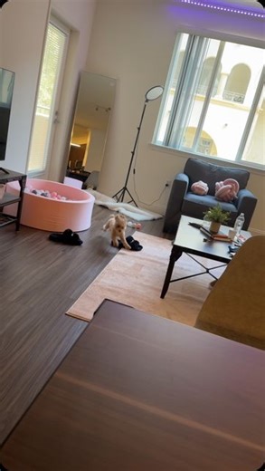 Dog Lovers Club on Instagram: "She is having the time of her life ❤️"