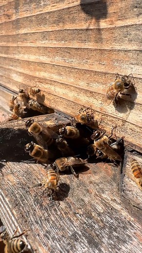 Ⓒ @kasia.and.bees 🐝🐝🐝 / Did you know that young drones also need orientation flights? What are they? Bees do not instinctively know where they live. They have to learn this before embarking on foraging trips to collect nectar or pollen. They learn their homesite via several orientation flights when they memorize the precise location of the hive with relation to geographic landmarks. An orientation flight at the nest entrance begins as a departing bee turns and hovers back and forth, turning i