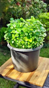 Propagating Pennywort Plant : Pennywort Potting mix Bottom layer - cowdung Top layer - sand or soil 🔸 Treat this plant like water Lilly, plant it in a pot with no hole and filled with water. 🔸 Provide direct morning sunlight. #pennywort #waterplant #watergarden #pennywortplant | TG The Gardener