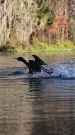Cormorant vs. Manatees😅