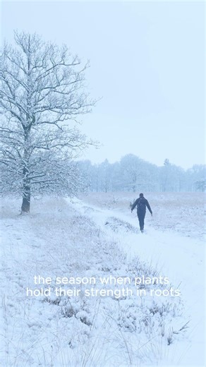 The Winter Pattern: Contraction, Stillness & Deep Storage