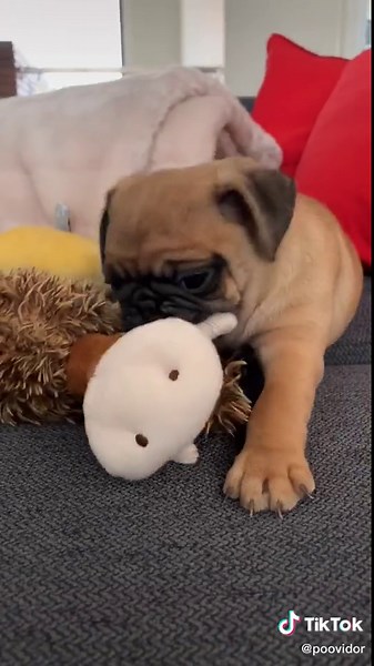 Interesting Facts About Pugs Every Dog Lover Should Know