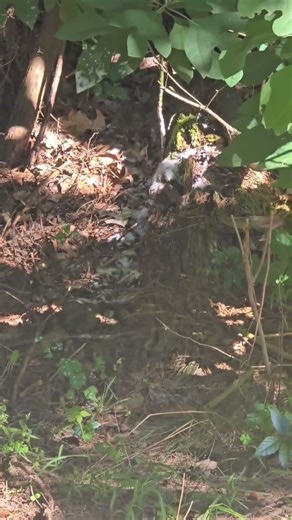 Amazing yellow jacket facts that will shock you: #amazing #nature #explore #facts #yellowjackets