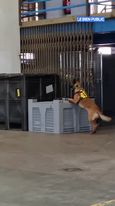 🐶 Pour tester ses capacités, nous avons fait une partie de "cache-cache" avec Ruben, un chien de travail du Sapeurs-pompiers de la Côte d'Or - SDIS 21. Et spoiler : ça n'a pas duré longtemps... 😅 (🎥 LBP/Emma BUONCRISTIANI) | Le Bien Public