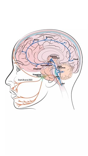 @biochemistry_nutrition_medlab | Neuroanatomical circuit involved in the processing of emotional faces.Orange lines represent the sensory trigeminal innervating the brain... | Instagram