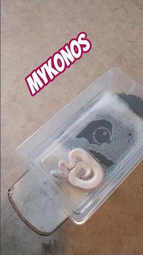 blue eyed solid white ball python. Meet Mykonos. #bathtime
