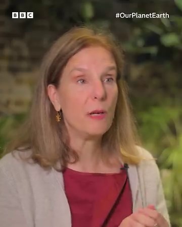 2.9M views · 14K reactions | ‘Cities are heating up twice as fast as the rest of our globe’.  Amid rising temperatures, some communities are using nature to cool and future-proof our cities, turning grey infrastructure green  This is #OurPlanetEarth  A BBC Studios Natural History Unit co-production with Wellcome Trust | BBC Earth | Facebook