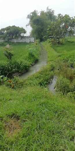 Relaxing River Flow & Morning Birds in Rural Rice Fields