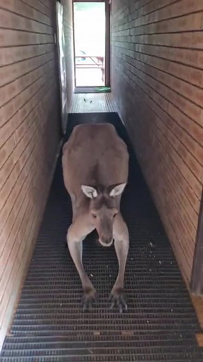 Kangaroo Fears: Unveiling the Mystery