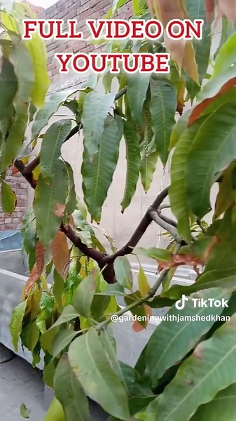 Lash Green Fruits Garden on TikTok