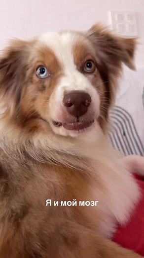 🤣🤣🤣 | Valeriya Still