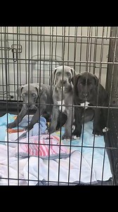 9K views · 129 reactions | #greatdanerescueinc #greatdane #greatdanelife #greatdanerescue #greatdanes #greatdanemoments #giantdogs #bigdogsofig #gentlegiant #greatdanesofinstagram ##gdri | Great Dane Rescue, Inc | Facebook