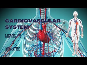 Cardiovascular System | Functions of Heart | Blood Flow through the Heart | Human Anatomy