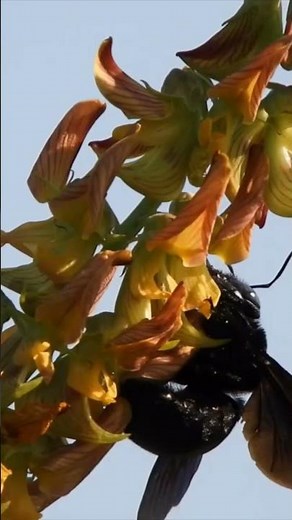 How to take macro shots with Nikon Coolpix B700#nikon #B700#coolpix