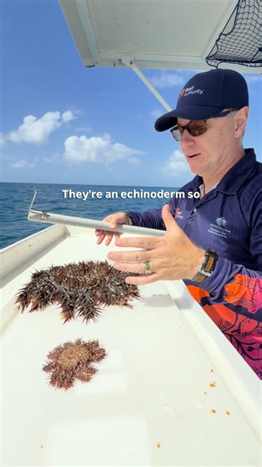 Great Barrier Reef Marine Park Authority on Instagram: "A new Crown-of-thorns starfish outbreak is happening off the coast of Cairns and our Chief Scientist Roger Beeden explains why. The Reef Authority runs the Crown-of-thorns starfish (COTS) Control Program, where vessels of trained divers are deployed to key reefs across the Great Barrier Reef to help tackle outbreaks. COTS control is the most targetable and effective way humans can protect the Reef. Since 2012, the COTS control program has p