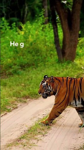 Meet Bajrang - The Mighty Tiger from Bandhavgarh! #tigersafari #madhyapradesh