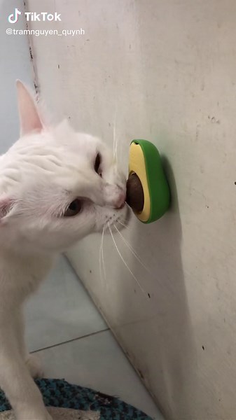 Playful White Cat with Avocado Toy Interaction