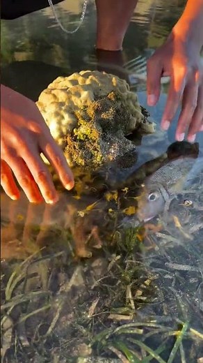 Giant Grouper Fish Found in Shallow Water! 😱 Amazing Fish Rescue #shorts