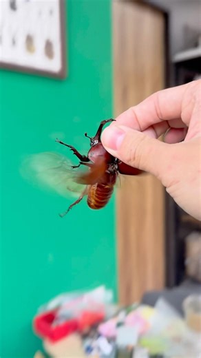 Beetle fly 🚁 #beetle #insects #scarab #甲蟲 #animals #nature #bug