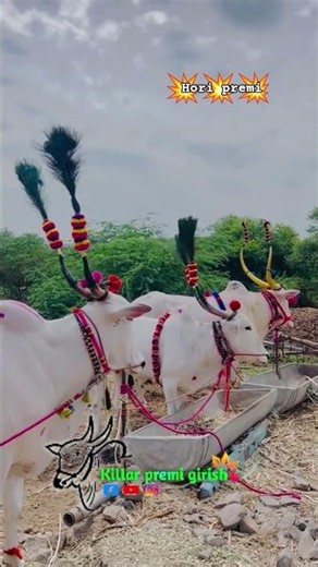 killar premi girish youtube channel #killarpremi #trending #vairalvideo #bulls
