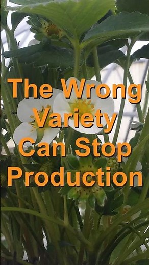 The Wrong Variety Can Stop Production #easygardening #organicgardening