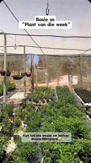 Basie is “on fire” voor die kamera vandag! 🌶️ Pragtige “Chilli Capsicum” plante beskikbaar op ons aanlyn winkel en by ons takke. www.capegardencentre.co.za | Cape Garden