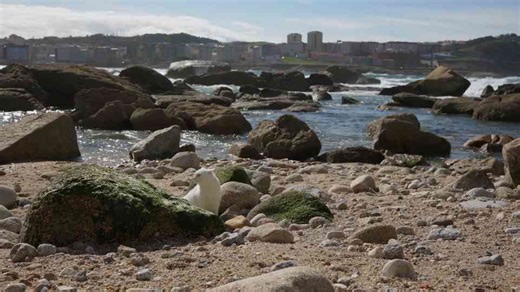 Felines and Beaches Don’t Mix: 7 Reasons Cats Avoid the Shoreline