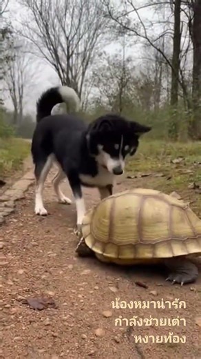 น้องหมาน่ารักช่วยเต่าหงายท้อง #วีดีโอติดกระแส