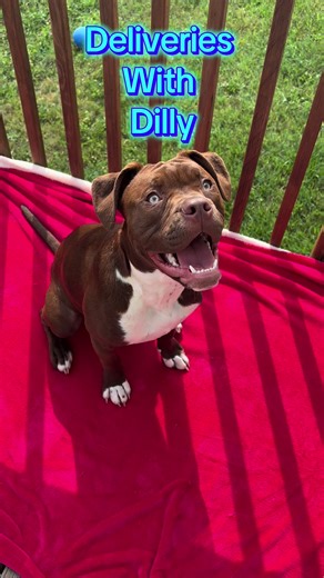 Back again with Deliveries with Dilly. Featuring all @Shop BARK products. Not sponsored but Dilly can dream #dilbertthedog #deliverieswithdilly #delivery #unboxing #bark #barktoys #fun #toys #camping #camp #backpack #boots #dog #kayak #puppy