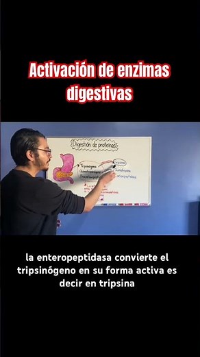 Activation of enzymes for protein digestion.
