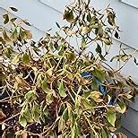 1 Gallon Encore Azalea Autumn Sunset Shrub